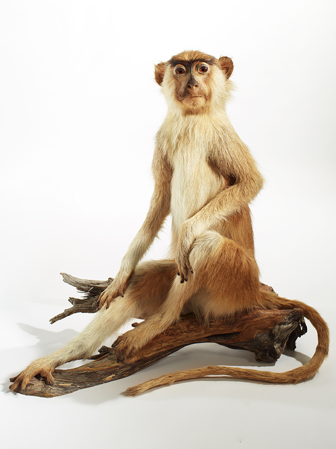 MUSEUM NANTES 9853_le patas_VIERGE_WEB